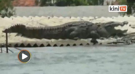 Buaya besar terdampar atas bumbung rumah