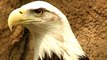 US weakens endangered species' protection for oil companies