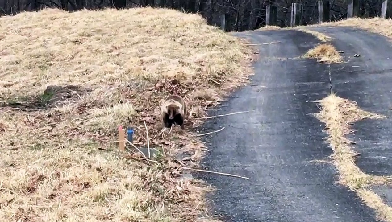 群馬のラスカル？②