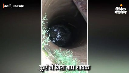 कटनी में कुएं में गिर गया बाघ शावक, सुरक्षित बाहर निकाला