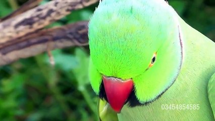 Aata Hai Yaad Mujh Ko Guzra Hua Zamana | Prinday Ke Faryaad