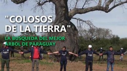 Historias tras la búsqueda del mejor árbol de Paraguay