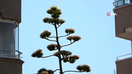 Sitenin bahçesine ektikleri bitki 29 yıl sonra çiçek açtı