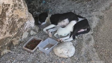 Διακοπές στη θάλασσα για οικογένεια σκύλων!