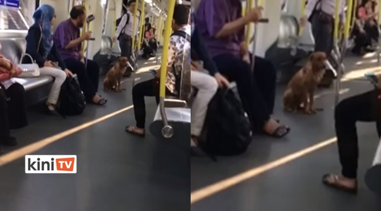 Kes pagi tadi anjing liar, jelas RapidKL