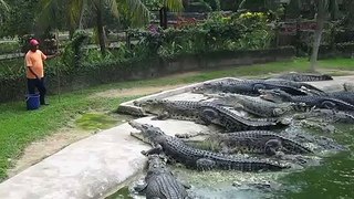 Crocodile Feeding
