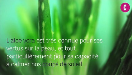 Elle applique de l'aloe vera sur ses cheveux et le résultat est remarquable