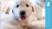 Adorable Golden Retriever Puppies in a Baby Basket - Puppy Love