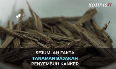 Ini Dia Sejumlah Fakta Tanaman Bajakah Penyembuh Kanker
