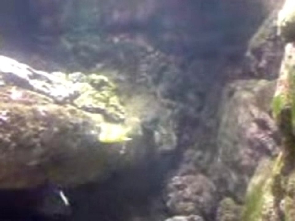 aquarium tropical
