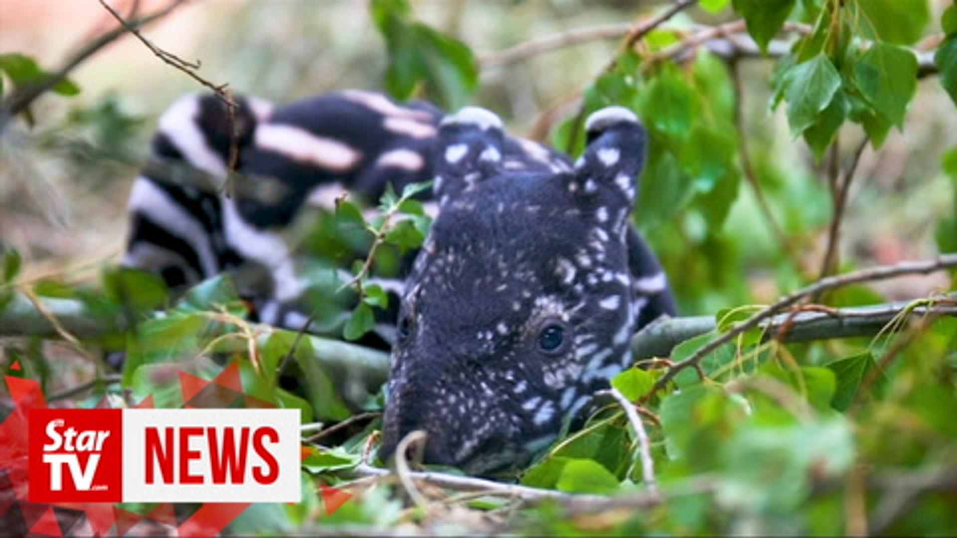 ⁣Endangered Malayan tapir born in British zoo