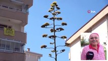 UNESCO’nun Dünya Kültür Mirası Listesinde Bulunan Çiçek Mudanya'da Açtı