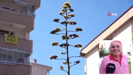 UNESCO’nun Dünya Kültür Mirası Listesinde Bulunan Çiçek Mudanya'da Açtı