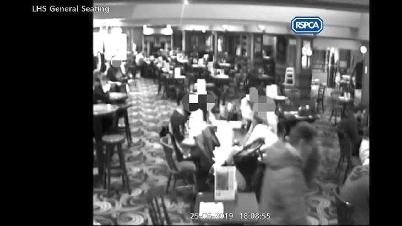 SWNS - RSPCA hunting yob caught on CCTV dumping bag of kittens in a Wetherspoons pub