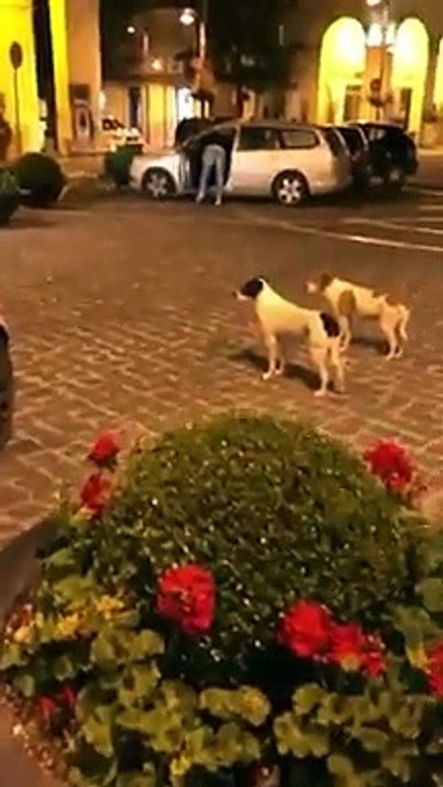 this is hysterical. dogs, people and guarding.......