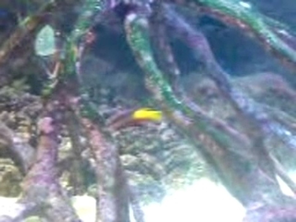 aquarium tropical 2