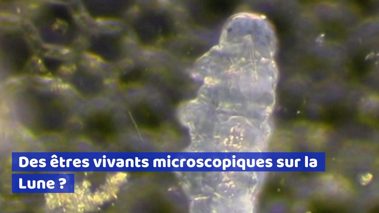 Ces êtres microscopiques pourraient avoir survé...