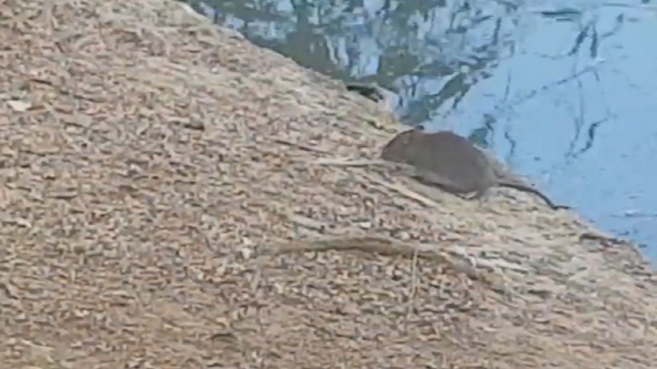 PP denuncia que el Parque de Miraflores está “tomado por las ratas”