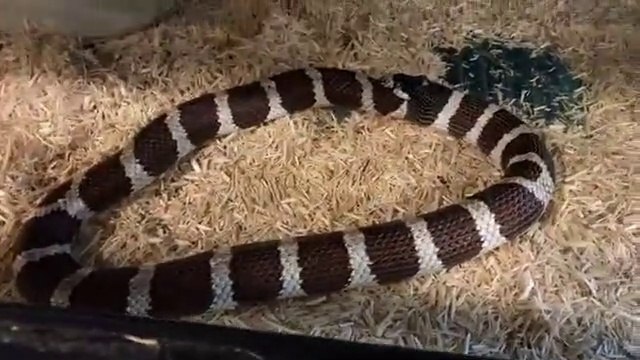 ఈ పాము ఏం మింగిందో తెలుసా... వీడియో చూస్తే కడుపులో తిప్పేస్తుంది