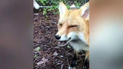 Funny Adorable Foxes | Funny Pet Videos