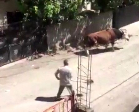 Kızgın boğa yanına kimseyi yaklaştırmadı
