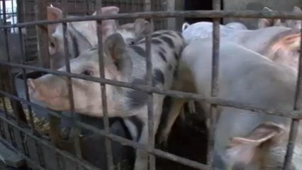 Szlovákiában már házisertésben is kimutatták a sertéspestist