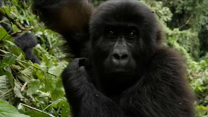 WWF: le popolazioni di animali nelle aree forestali si sono dimezzate in 50 anni