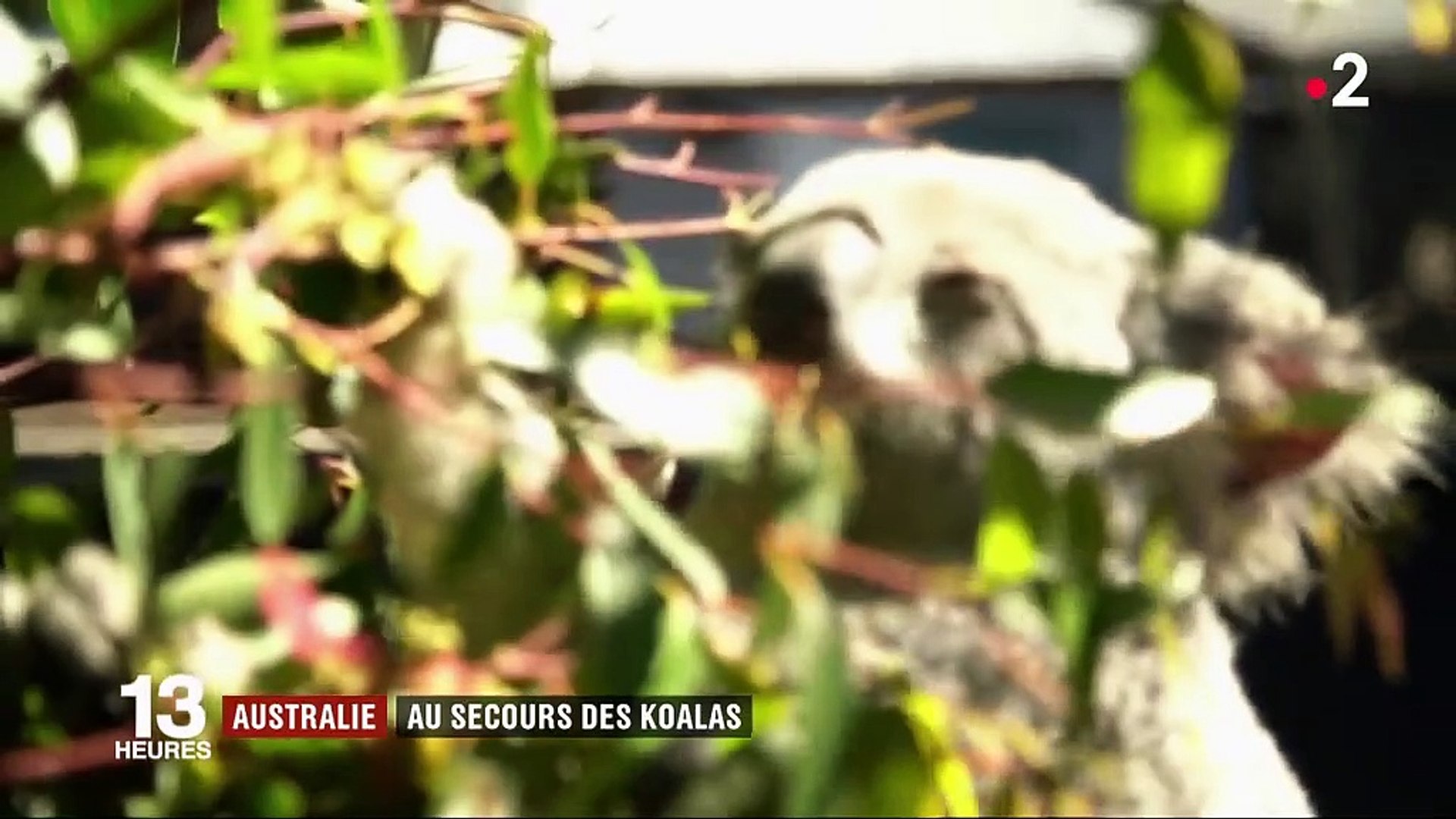 ⁣Australie : au secours des koalas