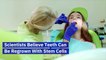 Scientists Believe Teeth Can Be Regrown With Stem Cells