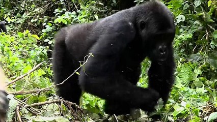 WWF pide declarar "emergencia planetaria"