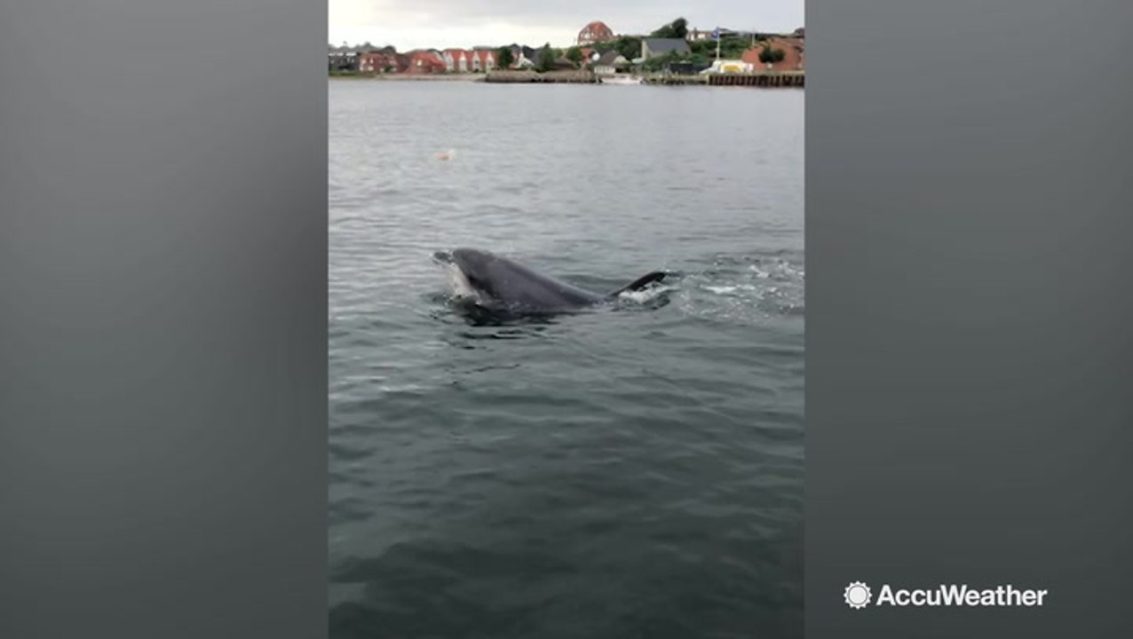 Here's your bizarre video of the day: A dolphin spotted juggling a jellyfish