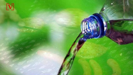 University Bans Beef to Tackle Climate Change