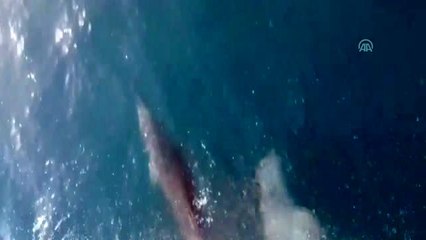 İskenderun Körfezi'nde yunuslar teknelerle yarıştı