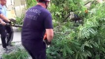Silivri’de yıkılan ağaç caddeyi trafiğe kapattı