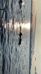 Pilot Whales Surround Yacht