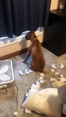 Puppy Pleads the Fifth in Pillow Crime