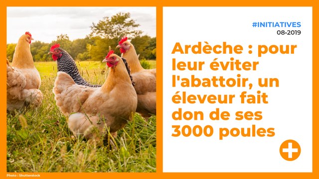 Pour leur éviter l'abattoir, un éleveur fait don de ses 3000 poules