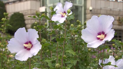 광복절 맞아 "무궁화꽃이 활짝 피었습니다" / YTN