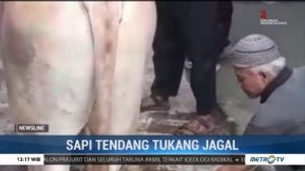 Sapi Tendang Tukang Jagal Hingga Gigi Patah