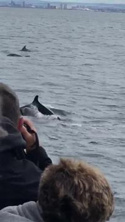 Pod of dolphins playing in the Firth of Forth