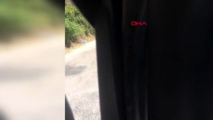 Marmara Adası'ndaki orman yangınında 80 hektar kül oldu