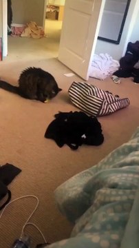 Tacky Toy Makes Cat Mad