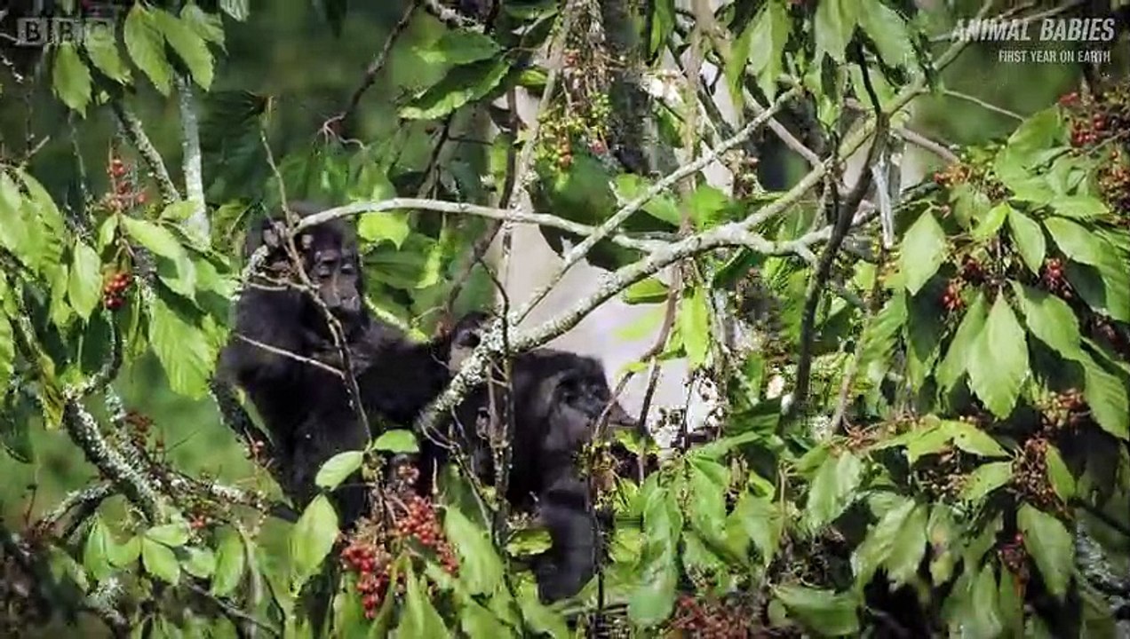 Baby Gorilla Survives a Fall - Animal Babies- First Year On Earth - Animal Planet