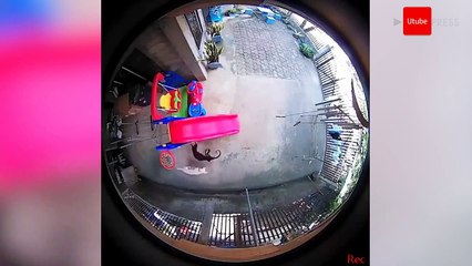 Hero Dogs Die Stopping Cobra From Reaching Sleeping Baby