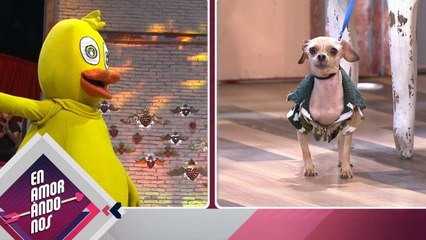 ¡Perrito SE LE PUSO AL BRINCO al Pollo! | Enamorándonos