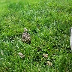 Trapped Toads Get Set Free