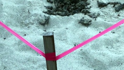Baby Turtles Hatch on Hollywood Beach