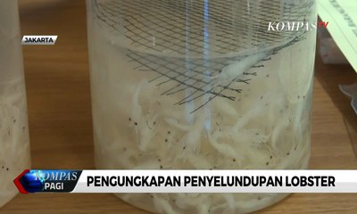 Pengungkapan Penyelundupan Lobster Senilai Lebih dari Rp 8 Miliar