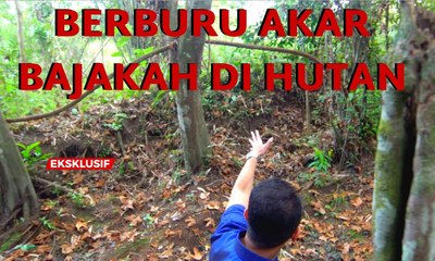 Berburu Tanaman Penyembuh Kanker di Hutan Kalimantan - AIMAN