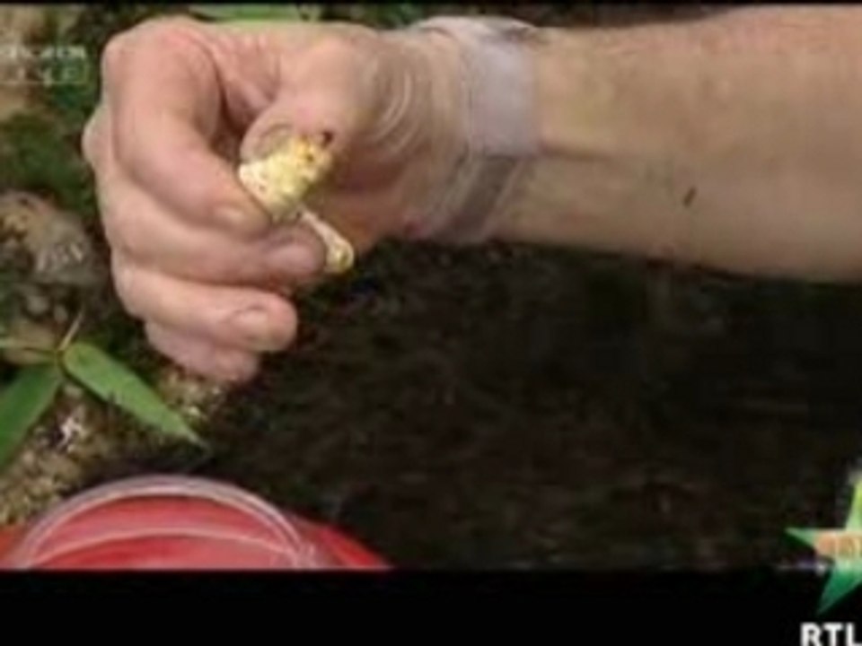 Baba und Björn Prüfung igitt